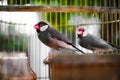 Birds lovebirds in a golden cage. parrots Royalty Free Stock Photo