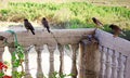 Birds Maina India