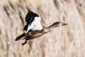 Mallard, Duck, Anas platyrhynchos