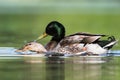 Mallard, Duck, Anas platyrhynchos - Copulation