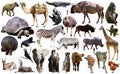 Birds, mammal and other animals of Africa isolated