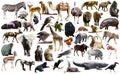 Birds, mammal and other animals of Africa isolated Royalty Free Stock Photo