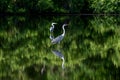 Birds in the mangrove