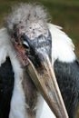 Birds-marabu 1 Royalty Free Stock Photo