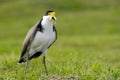 Birds - Masked Lapwing Royalty Free Stock Photo