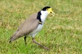 Birds - Masked Lapwing Royalty Free Stock Photo