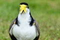 Birds - Masked Lapwing Royalty Free Stock Photo