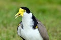 Birds - Masked Lapwing Royalty Free Stock Photo