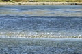 Birds in the middle of the lake