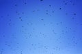 Birds migrating sky