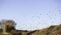 Birds migrating sky