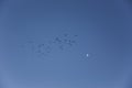 Birds migration and moon in Serra Del Montsec, Lleida, Spain