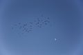 Birds migration and moon in Serra Del Montsec, Lleida, Spain