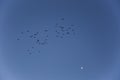 Birds migration and moon in Serra Del Montsec, Lleida, Spain