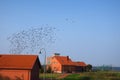 Birds migration in Vente