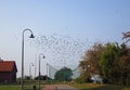 Birds migration in Vente