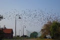 Birds migration in Vente Royalty Free Stock Photo