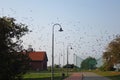 Birds migration in Vente