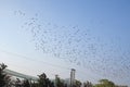 Birds migration in Vente