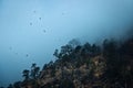 Birds in the mist, Kasol