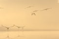 Birds in the mist lake Royalty Free Stock Photo