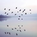 The birds' movement creates a sense of freedom and fluidity Royalty Free Stock Photo