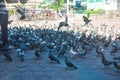 Birds in Murugan Temple Batu Caves is a famous attraction for tourism in Malaysia