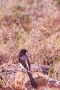 Birds Of Nairobi National Park Wildlife Animals In Kenya East African