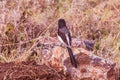 Birds Of Nairobi National Park Wildlife Animals In Kenya East African