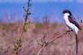 Birds Of Nairobi National Park Wildlife Animals In Kenya East African