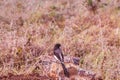 Birds Of Nairobi National Park Wildlife Animals In Kenya East African