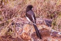 Birds Of Nairobi National Park Wildlife Animals In Kenya East African