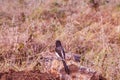 Birds Of Nairobi National Park Wildlife Animals In Kenya East African