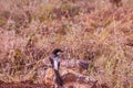 Birds Of Nairobi National Park Wildlife Animals In Kenya East African