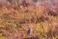 Birds Of Nairobi National Park Wildlife Animals In Kenya East African