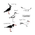 Birds with names. Vector drawing line silhouette image set. Royalty Free Stock Photo