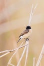 Birds nature beauti wildlife photo background