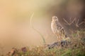 Birds nature wildlife green composition and