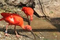 Birds Near lake