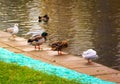 Birds near the pond