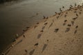 birds near the water by some sandy banks with a path in front