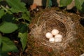 Birds Nest Royalty Free Stock Photo