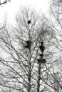 Birds nest on birches in the park in early spring. The Rooks Have Arrived. Migratory birds returned to their homeland