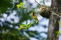 Birds nest building nature closely