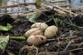 A birds nest Royalty Free Stock Photo