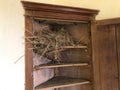Birds nest in a corner cabinet in an old country house room Royalty Free Stock Photo