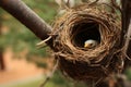 Birds nest cradled in a tree