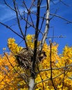 Birds Nest in Tree with Autumn colors Royalty Free Stock Photo