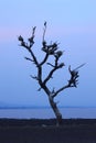 Birds nest on a dead tree near Veer dam, Maharashtra Royalty Free Stock Photo