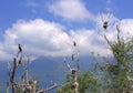 Birds nest on dead trees